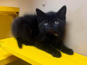 Mr Midnight -  Domestic Short Hair Cat for Adoption in Maryville, Missouri - Mr Midnight | PetCurious