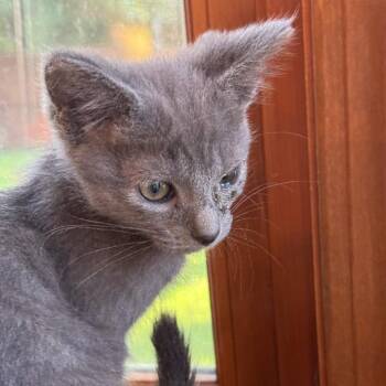 Maverick -  Domestic Short Hair Cat for Adoption in Delaware, Ohio - Maverick | PetCurious