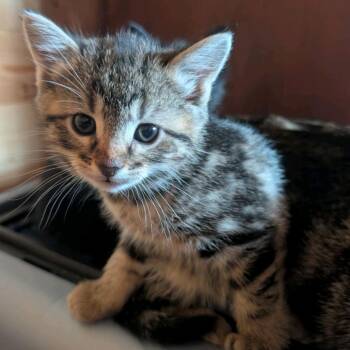 Domestic Short Hair Cats Available for Adoption - Flora | PetCurious