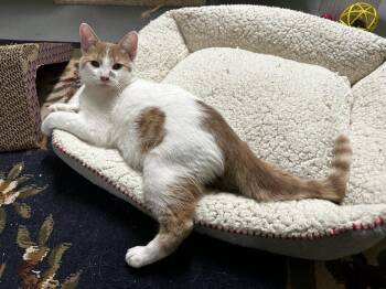 Mohatu -  Domestic Short Hair Cat for Adoption in Muskegon, Michigan - Mohatu | PetCurious