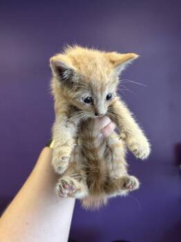 Colby -  Domestic Short Hair Cat for Adoption in Salt Lake City, Utah - Colby | PetCurious