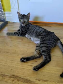 Sweets -  Domestic Short Hair Cat for Adoption in Aurora, Colorado - Sweets | PetCurious