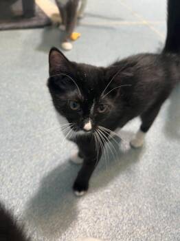 Sparrow -  Domestic Short Hair Cat for Adoption in Berryville, Virginia - Sparrow | PetCurious