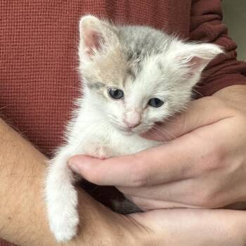 Virginia -  Domestic Short Hair Cat for Adoption in Durango, Colorado - Virginia | PetCurious