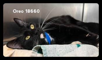 Domestic Short Hair Cats Available for Adoption in Marietta, Georgia - OREO | PetCurious