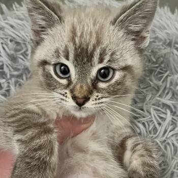 Mahina -  Siamese Cat for Adoption in Santa Ana, California - Mahina | PetCurious