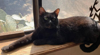 Rescue Domestic Medium Hair Cats for Adoption in Los Lunas, New Mexico - Kristine's Nikki | PetCurious