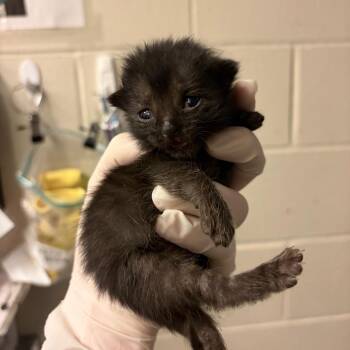 Katie -  Domestic Short Hair Cat for Adoption in Council Bluffs, Iowa - Katie | PetCurious