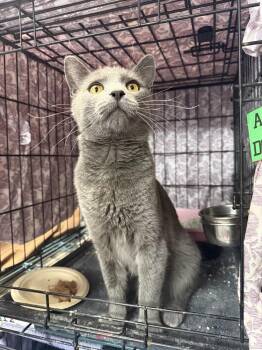 Domestic Short Hair Cats Available for Adoption in West Mifflin, Pennsylvania - Anchovy | PetCurious
