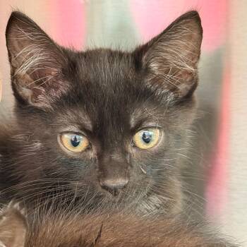 Potato -  Domestic Short Hair Cat for Adoption in Madisonville, Tennessee - Potato | PetCurious