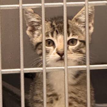 Scar -  American Shorthair Cat for Adoption in Evansville, Indiana - Scar | PetCurious