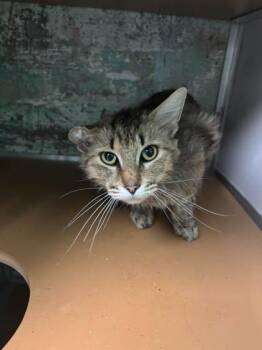 Buzz Lightyear -  Domestic Long Hair and Domestic Short Hair Cat for Adoption in Paducah, Kentucky - Buzz Lightyear | PetCurious
