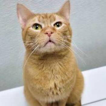 Marengo -  Domestic Short Hair Cat for Adoption in Galveston, Texas - Marengo | PetCurious