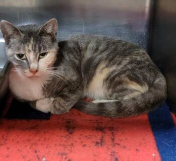 Rescue Dilute Calico and Tabby Cats for Adoption in Marietta, Ohio - Silky (Empty-Nester) | PetCurious