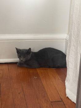 Rescue Domestic Short Hair Cats for Adoption in West Orange, New Jersey - LoLo | PetCurious