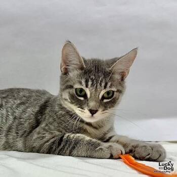 Matty -  Domestic Short Hair and Tabby Cat for Adoption in Washington, District Of Columbia - Matty | PetCurious
