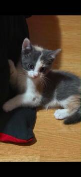 Star -  Domestic Short Hair Cat for Adoption in Plattsburgh, New York - Star | PetCurious