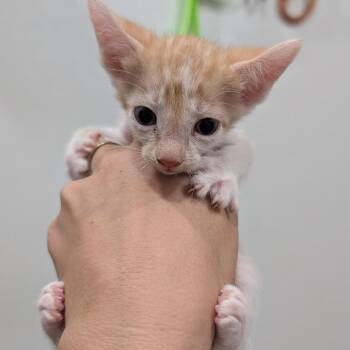 Ugga -  Domestic Short Hair Cat for Adoption in Buchanan Dam, Texas - Ugga | PetCurious