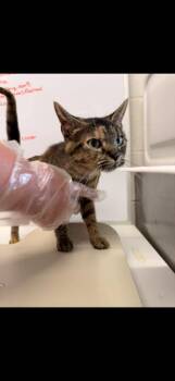 Sweet Pea -  Domestic Medium Hair Cat for Adoption in Camden, Tennessee - Sweet Pea | PetCurious