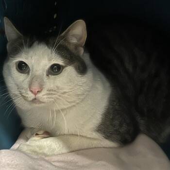 Rescue Domestic Short Hair Cats for Adoption in Mansfield, Connecticut - Edward*BARN CAT* | PetCurious