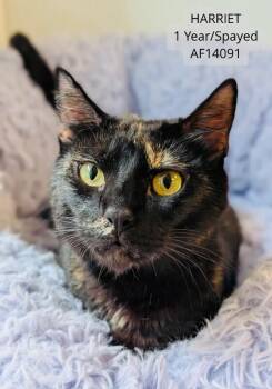 Domestic Short Hair Cats Available for Adoption - Harriet | PetCurious