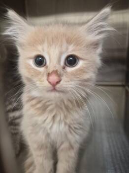 Churro -  Domestic Short Hair Cat for Adoption in Christiansburg, Virginia - Churro | PetCurious
