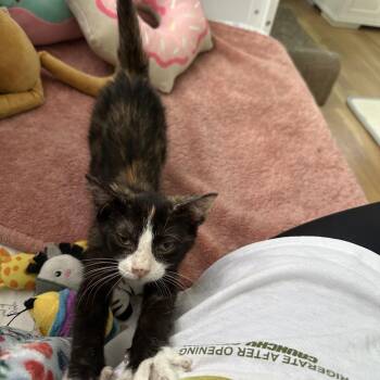 Rescue Domestic Short Hair Cats for Adoption in Totowa, New Jersey - Valentina | PetCurious