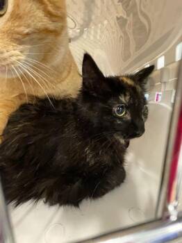 Domestic Medium Hair Cats Available for Adoption - SIENNA | PetCurious