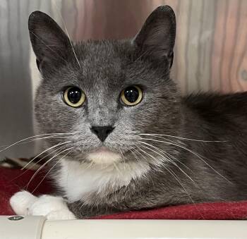 Domestic Short Hair Cats Available for Adoption in Johnston, Rhode Island - Cosmo | PetCurious