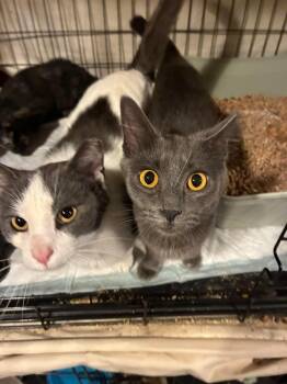 Interpreter -  Domestic Short Hair Cat for Adoption in Cleveland, Ohio - Interpreter | PetCurious