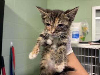 Rescue Domestic Short Hair Cats for Adoption in Grand Prairie, Texas - RUBY | PetCurious