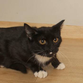 Opal C71031 -  Domestic Short Hair Cat for Adoption in Minnetonka, Minnesota - Opal C71031 | PetCurious