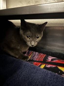 DUCHESS -  Domestic Short Hair Cat for Adoption in Chula Vista, California - DUCHESS | PetCurious