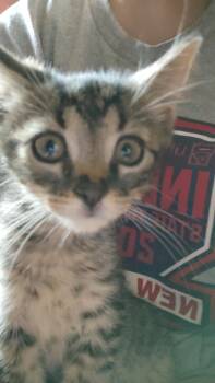 Rescue Domestic Short Hair Cats for Adoption in Fair Oaks, Indiana - Simon | PetCurious