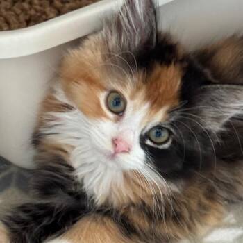 Gourdgeous -  Domestic Long Hair Cat for Adoption in Chicago, Illinois - Gourdgeous | PetCurious