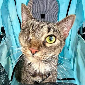 Skylar -  Domestic Short Hair Cat for Adoption in Tampa, Florida - Skylar | PetCurious
