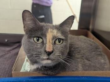 Silver -  Domestic Short Hair Cat for Adoption in West Chester, Pennsylvania - Silver | PetCurious