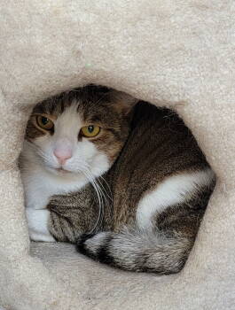 Rescue Domestic Short Hair Cats for Adoption - Cream | PetCurious