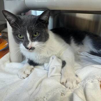 SWEETUMS -  Domestic Short Hair Cat for Adoption in Kyle, Texas - SWEETUMS | PetCurious