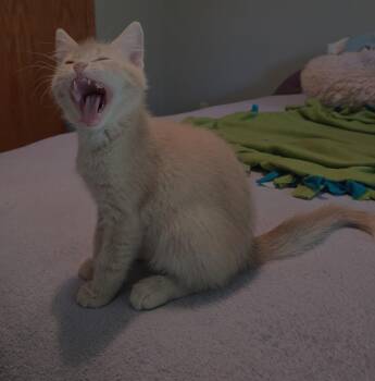 Teddy -  Domestic Short Hair Cat for Adoption in River Falls, Wisconsin - Teddy | PetCurious
