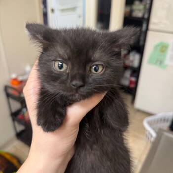 Abracadabra -  Domestic Short Hair Cat for Adoption in Pekin, Illinois - Abracadabra | PetCurious