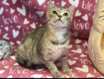 Rescue Domestic Short Hair Cats for Adoption in Mount Laurel Township, New Jersey - Wisteria Flower | PetCurious