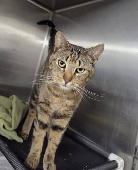 Domestic Short Hair Cats Available for Adoption in Carsonville, Michigan - Jethro | PetCurious