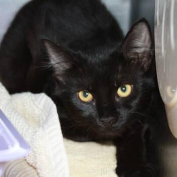 Crocodile -  Domestic Medium Hair Cat for Adoption in Richmond, Virginia - Crocodile | PetCurious