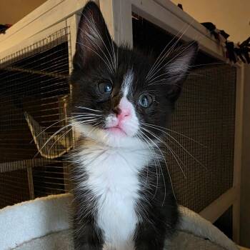Tux -  Domestic Short Hair Cat for Adoption in Normal, Illinois - Tux | PetCurious