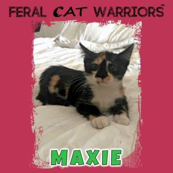 Maxie -  Domestic Short Hair Cat for Adoption in Kingman, Arizona - Maxie | PetCurious