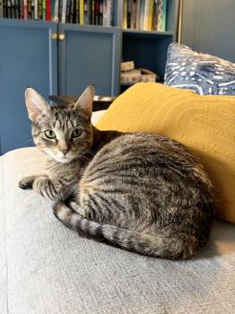 CPR -  Domestic Short Hair Cat for Adoption - CPR | PetCurious