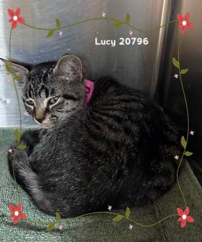 LUCY -  Domestic Short Hair Cat for Adoption in Marietta, Georgia - LUCY | PetCurious