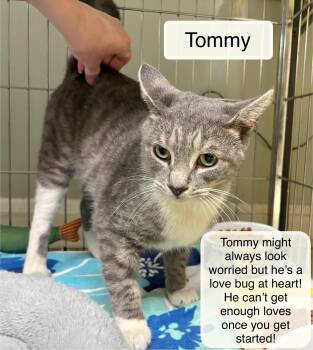 Domestic Short Hair Cats Available for Adoption in Ellicott City, Maryland - Tommy | PetCurious
