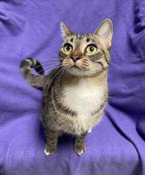 Spitfire -  Domestic Short Hair Cat for Adoption in Jackson, Michigan - Spitfire | PetCurious